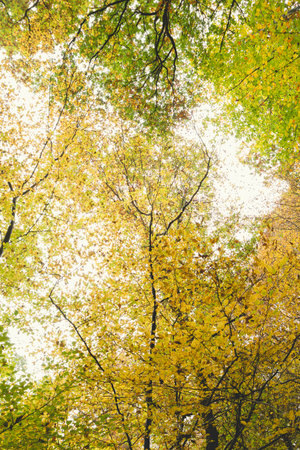 Deciduous trees forest landscape with autumnal colored foliage