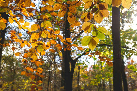 Deciduous trees forest landscape with autumnal colored foliageの写真素材