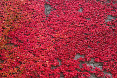 Red climbing ivy wallの写真素材