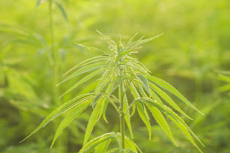 Blossoming green cannabis plant close upの写真素材