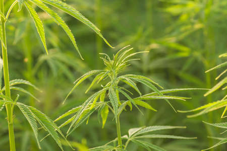 Green hemp industrial plantationの写真素材