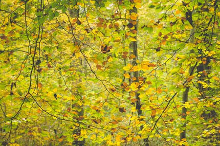 Deciduous trees forest landscape with autumnal colored foliageの写真素材
