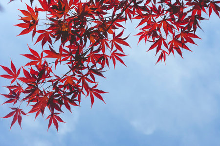 Acer palmatum red leaves