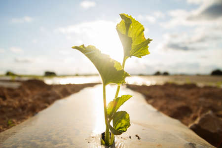 Watermelon plant sprouts growing on a field with plastic mulsの写真素材