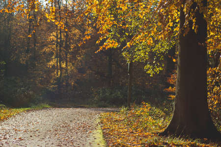Deciduous trees forest landscape with autumnal colored foliageの写真素材