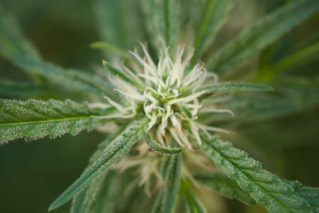 Blossoming green cannabis plant close upの写真素材
