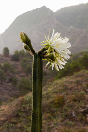 San Pedro cactus bloomingの写真素材
