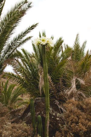 San Pedro cactus bloomingの写真素材