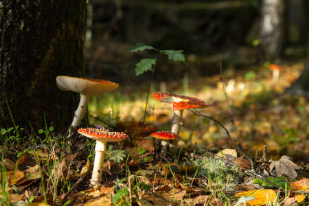 Amanita muscaria or fly agaric mushrooms growing wild in the autumnal woodlandの写真素材