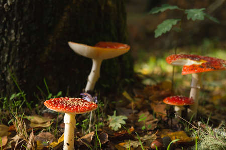 Amanita muscaria or fly agaric mushrooms growing wild in the autumnal woodlandの写真素材