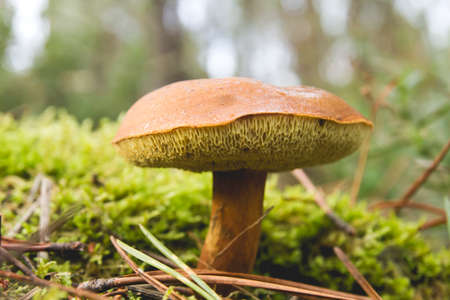 Bolete mushroom growing wild in the forestの写真素材