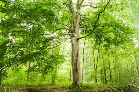Green forest landscape in springの写真素材