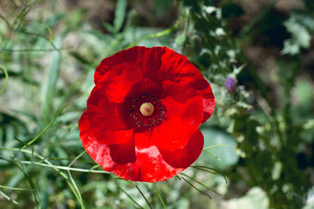 Wild red poppy flowers blooming in the springtime fieldsの写真素材