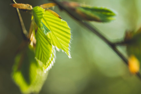 Detail of green beech tree new leaves