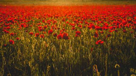 Wild red poppy flowers blooming in the springtime fieldsの写真素材