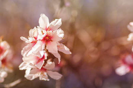Almond tree blossoms white pinkish flowers blooming in springの写真素材