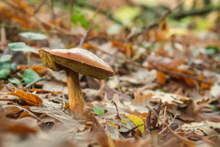 Bay bolete growing in the autumnal woodlandの写真素材