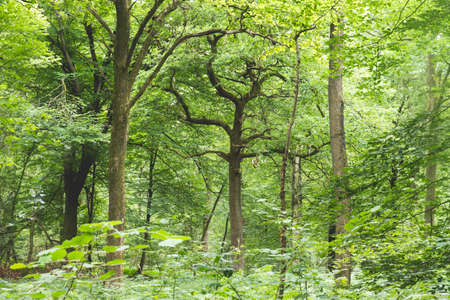 Paimpont legendary forest in Broceliande, Brittany, Franceの写真素材