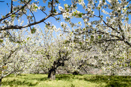 Cherry blossoms landscape in Valle del Jerte, Spainの写真素材