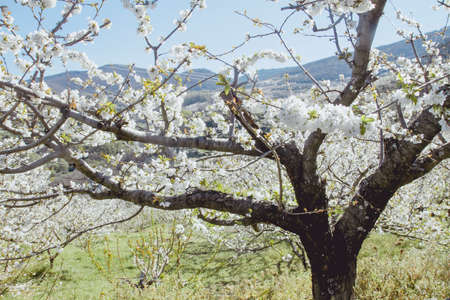 Cherry blossoms landscape in Valle del Jerte, Spainの写真素材