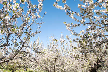 Cherry blossoms landscape in Valle del Jerte, Spainの写真素材