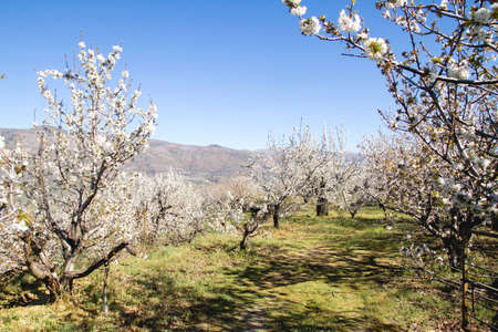 Cherry blossoms landscape in Valle del Jerte, Spainの写真素材