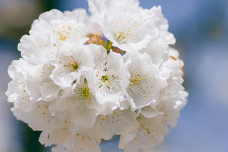 Cherry blossom white flowers close upの写真素材