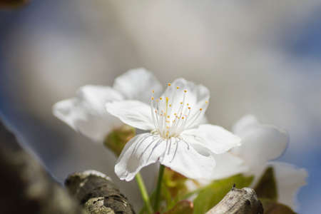 Cherry blossom white flowers close upの写真素材