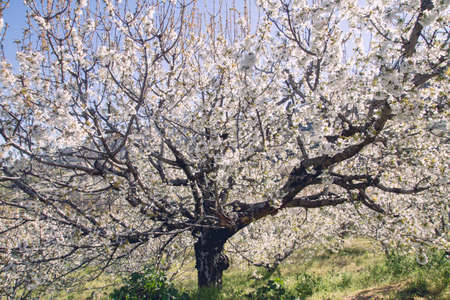 Cherry blossoms landscape in Valle del Jerte, Spainの写真素材
