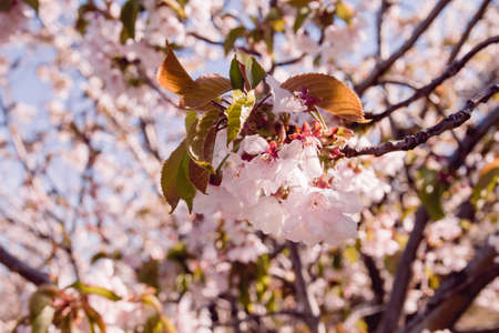 Cherry blossom white flowers close upの写真素材