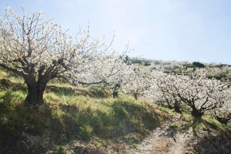 Cherry blossoms landscape in Valle del Jerte, Spainの写真素材