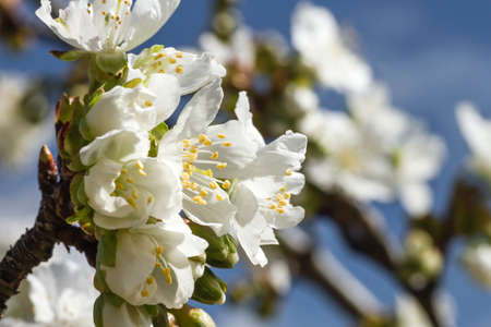 Cherry blossom white flowers close upの写真素材