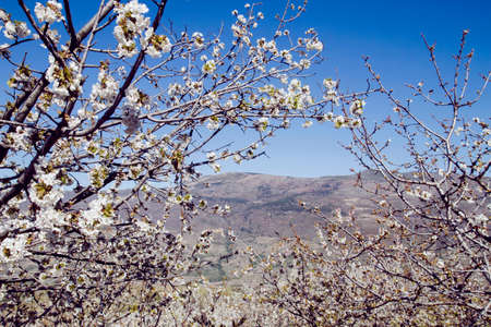 Cherry blossoms landscape in Valle del Jerte, Spainの写真素材