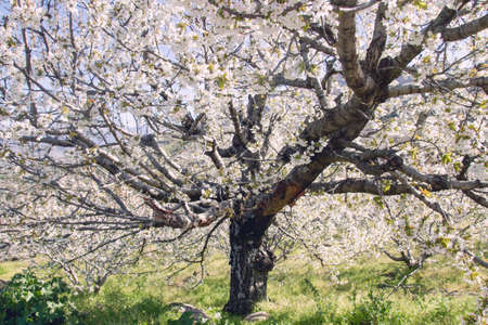 Cherry blossoms landscape in Valle del Jerte, Spainの写真素材