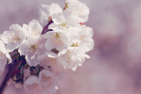 Cherry blossom white flowers close upの写真素材
