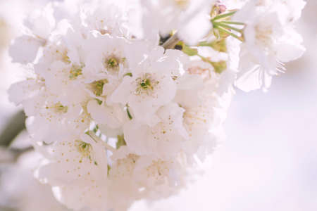 Cherry blossom white flowers close upの写真素材