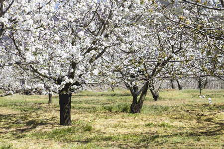 Cherry blossoms landscape in Valle del Jerte, Spainの写真素材