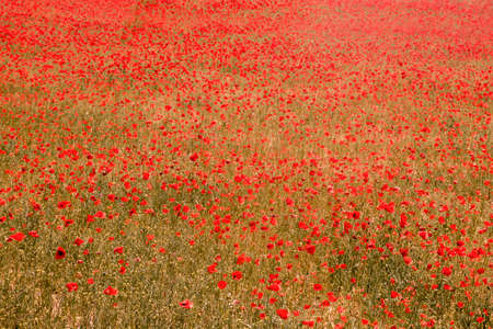 Wild red poppy flowers carpetの写真素材