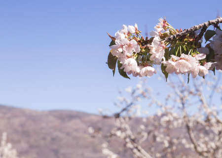 Cherry blossoms landscape in Valle del Jerte, Spainの写真素材