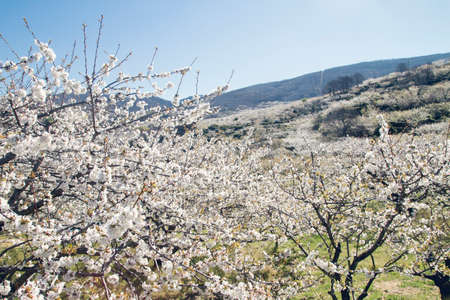 Cherry blossoms landscape in Valle del Jerte, Spainの写真素材
