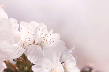 Cherry blossom white flowers close upの写真素材