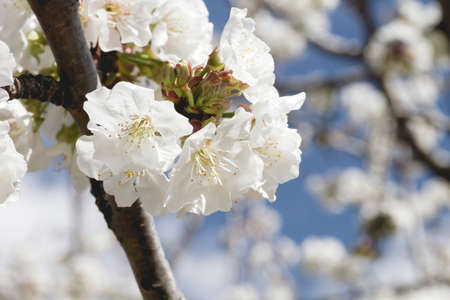 Cherry blossom white flowers close upの写真素材