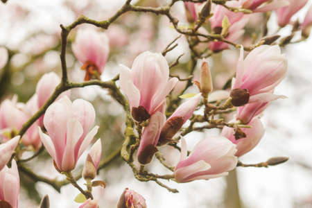 Magnolia tree pink flowers bloomingの写真素材