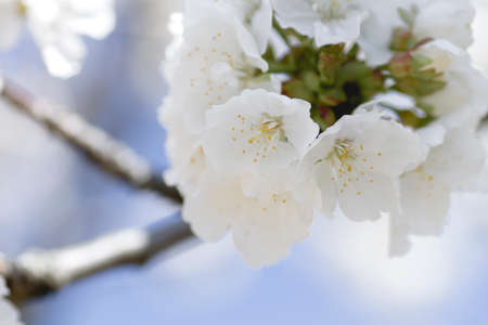 Cherry blossom white flowers close upの写真素材
