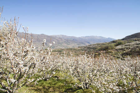 Cherry blossoms landscape in Valle del Jerte, Spainの写真素材
