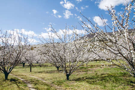 Cherry blossoms landscape in Valle del Jerte, Spainの写真素材