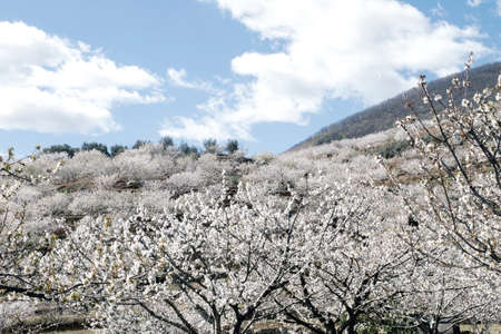 Cherry blossoms landscape in Valle del Jerte, Spainの写真素材