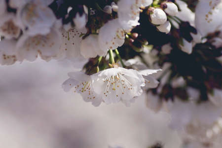 Cherry blossom white flowers close upの写真素材