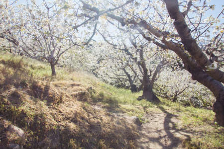 Cherry blossoms landscape in Valle del Jerte, Spainの写真素材