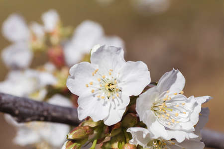 Cherry blossom white flowers close upの写真素材